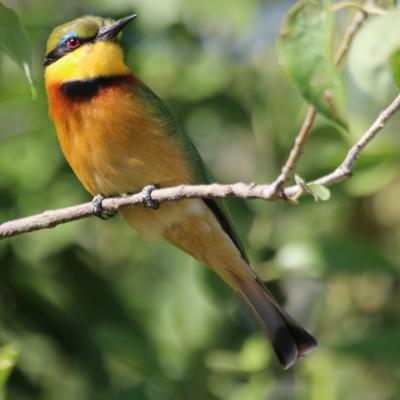 Photographic Safaris